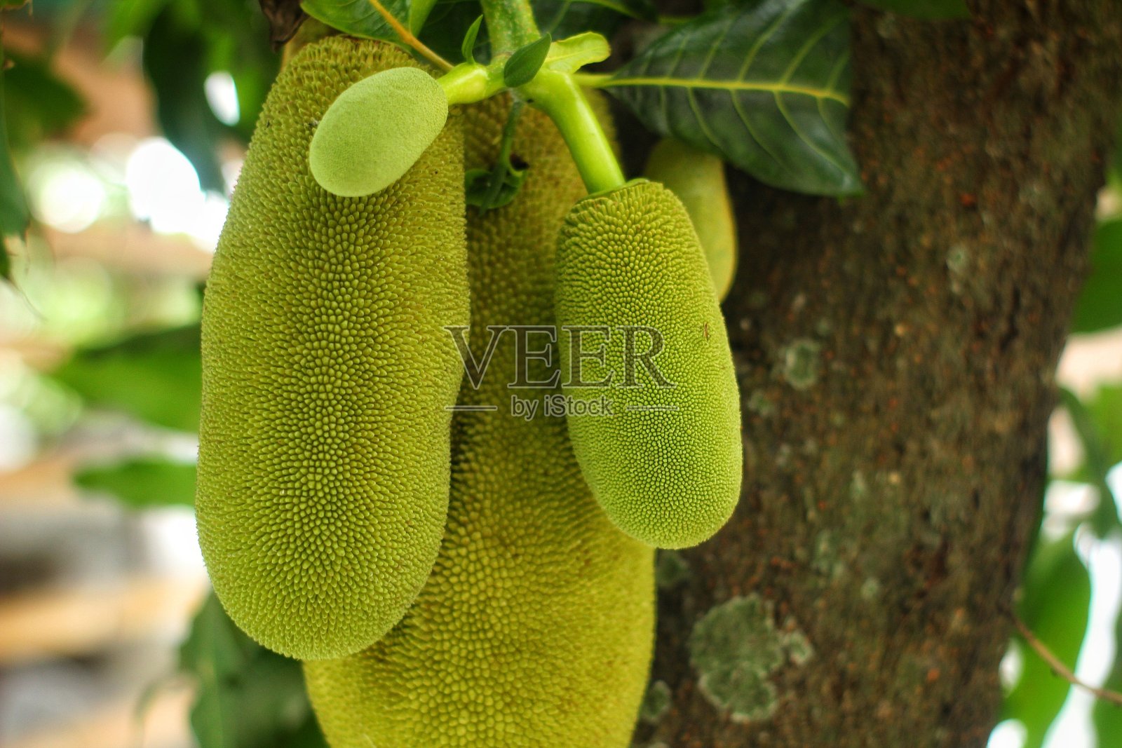 背景是一个种植园里的小菠萝蜜照片摄影图片