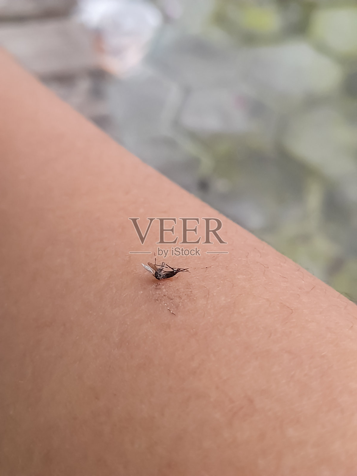 蚊子叮咬人类照片摄影图片