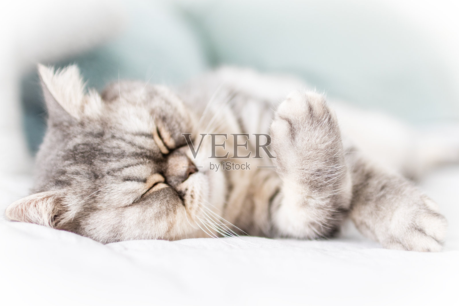 苏格兰折耳猫照片摄影图片