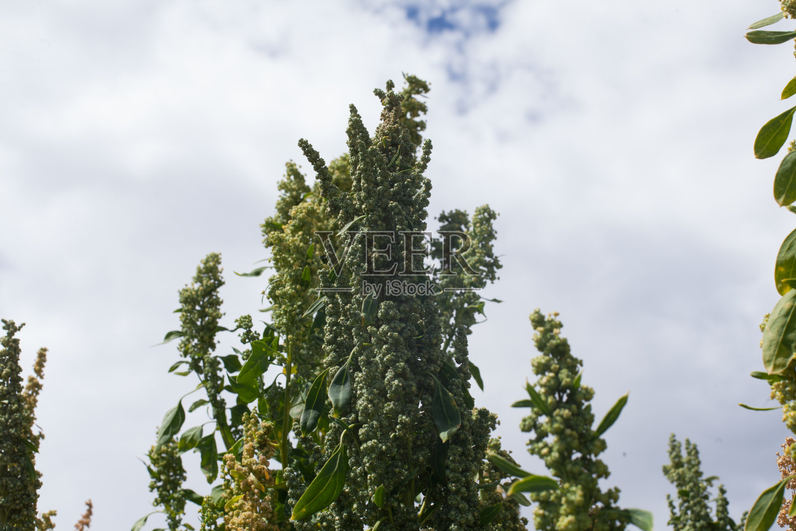 藜麦植物细节照片摄影图片