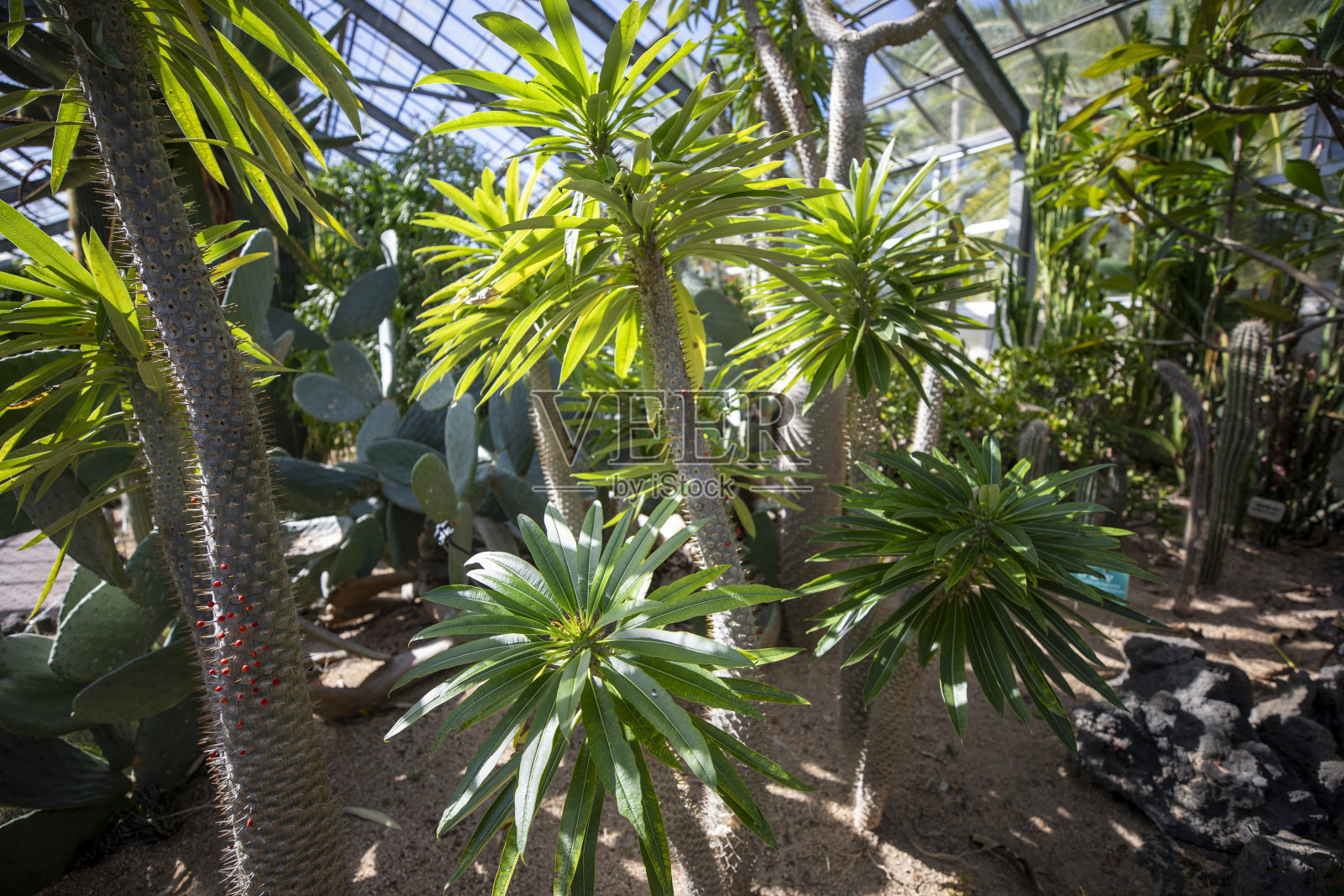 这是一棵生长在大自然中的松柏树的照片。照片摄影图片