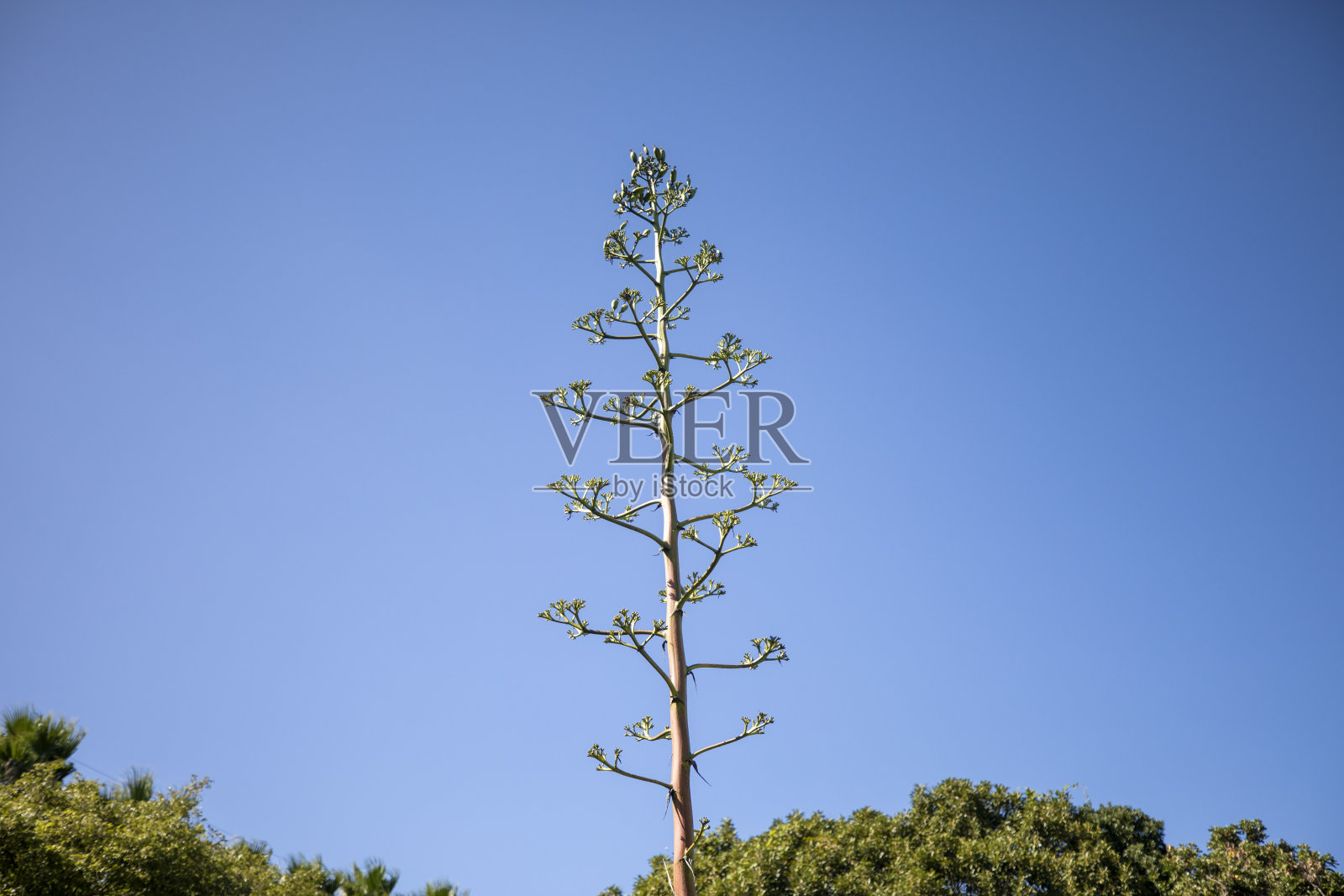 这是一种生长在自然界中的龙舌兰。照片摄影图片