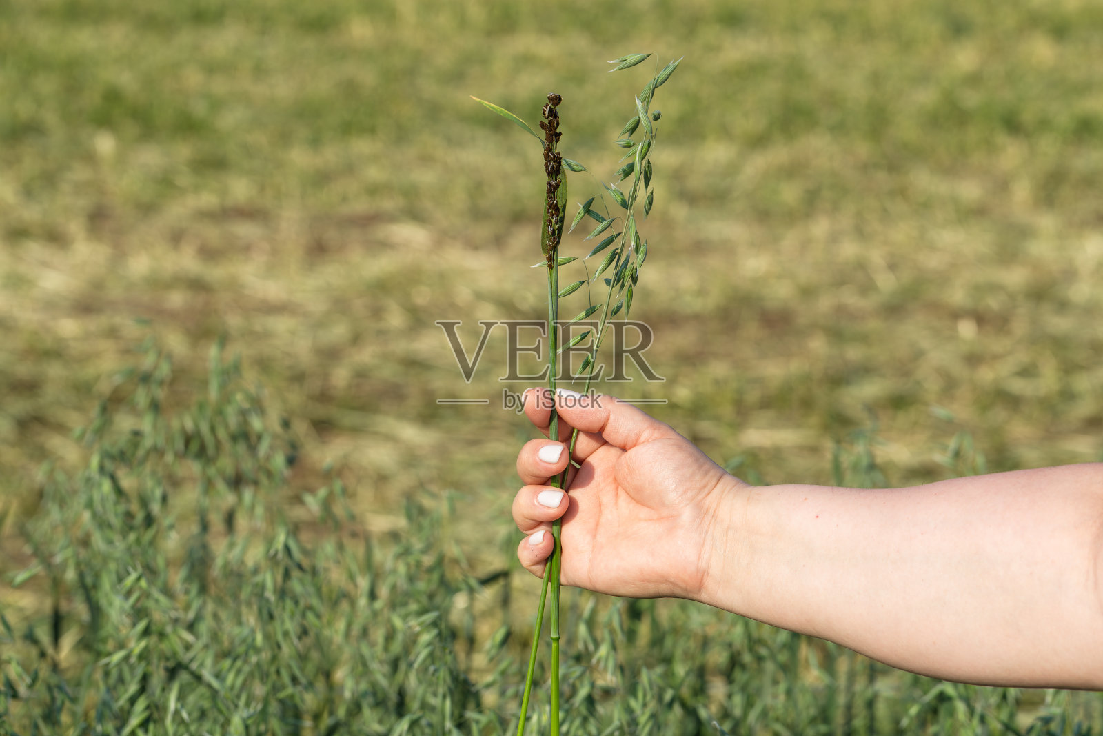 一只手能养两穗燕麦。右边是健康的，左边是患病的燕麦黑穗病。照片摄影图片