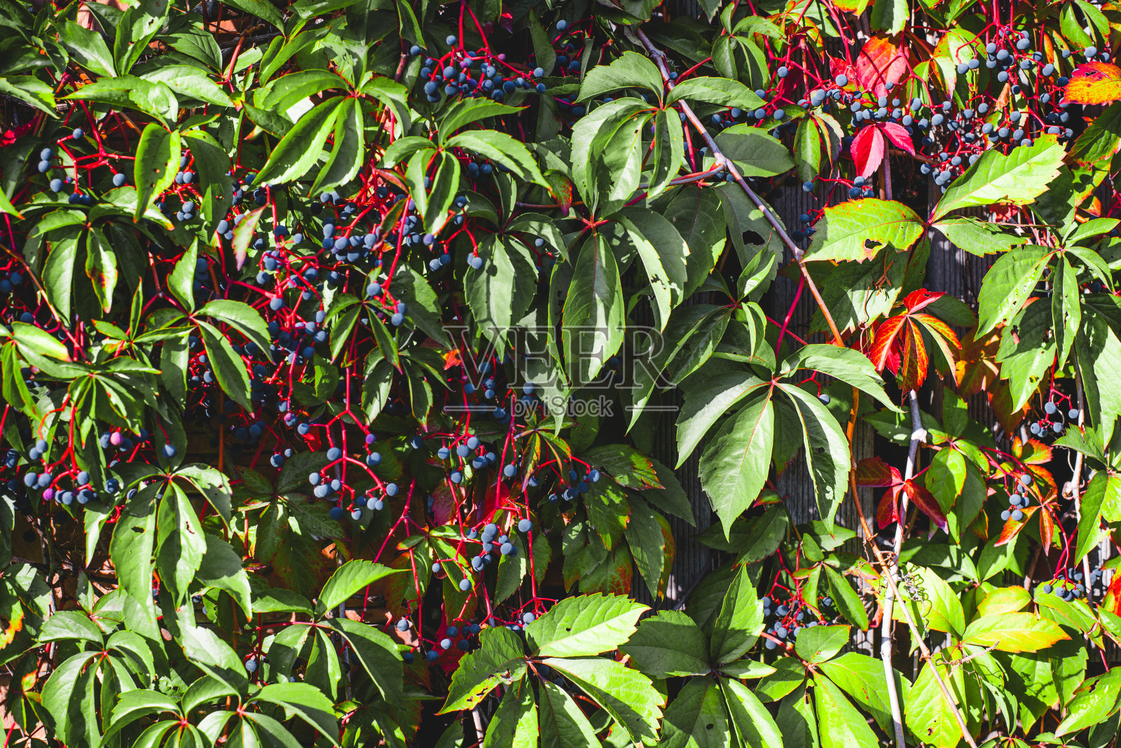 孤雌藤属是藤本植物科的一个属。葡萄科。照片摄影图片
