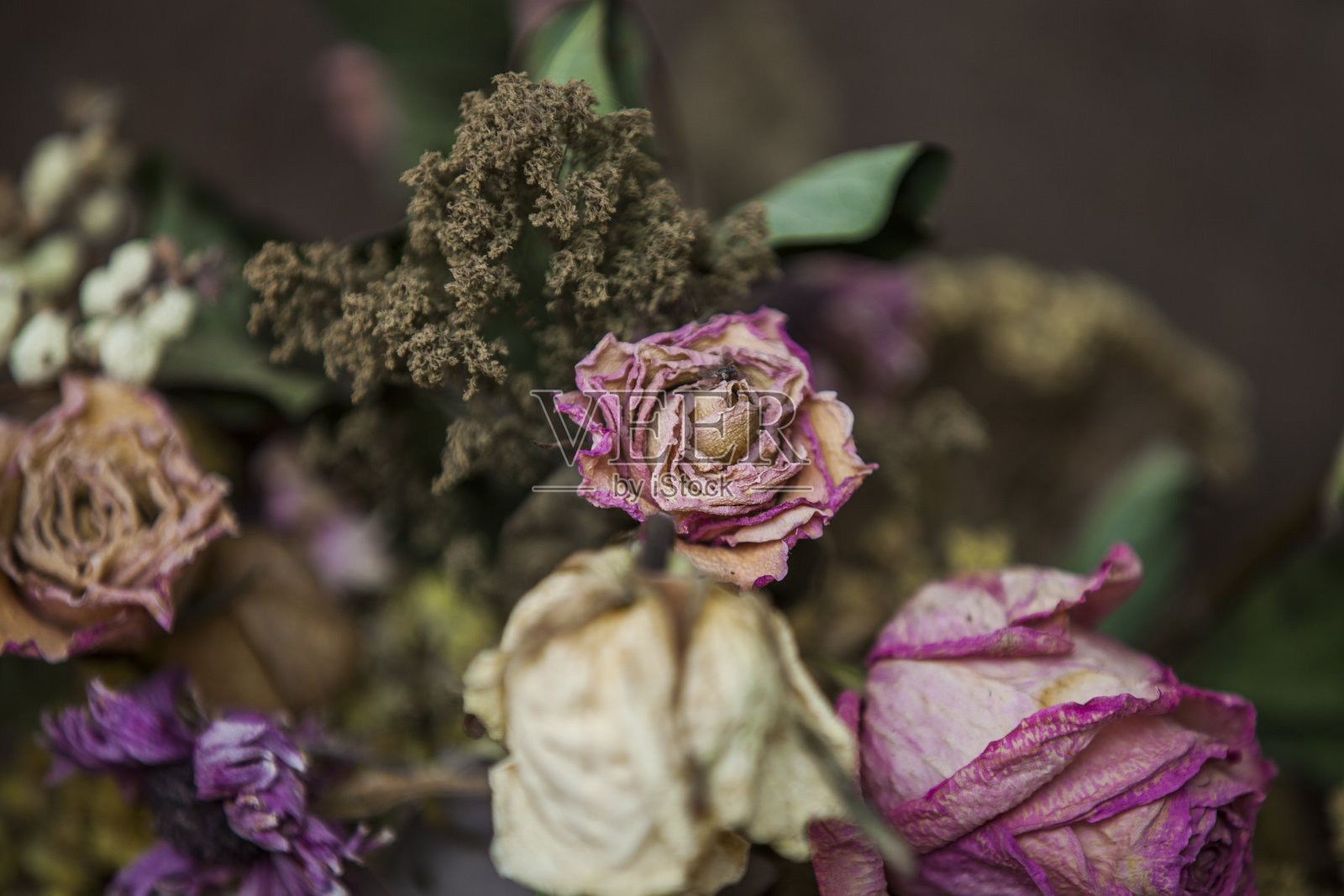 玫瑰花在灌木丛中凋谢了照片摄影图片