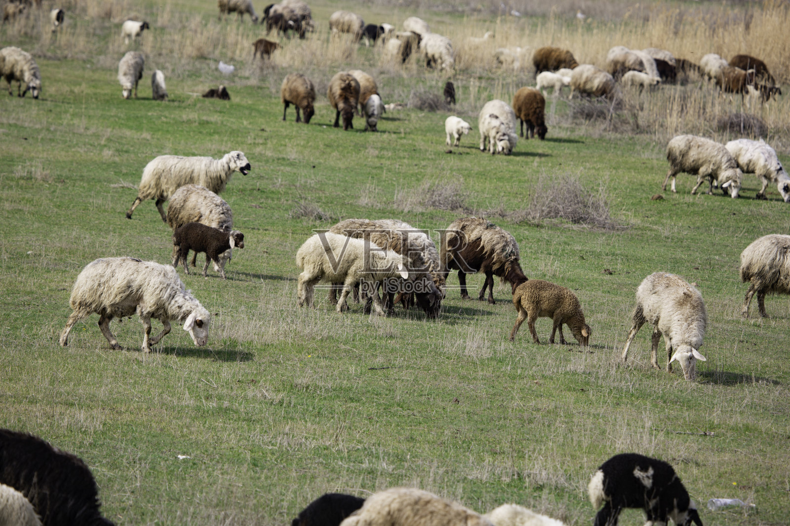 羊在田野里吃草照片摄影图片