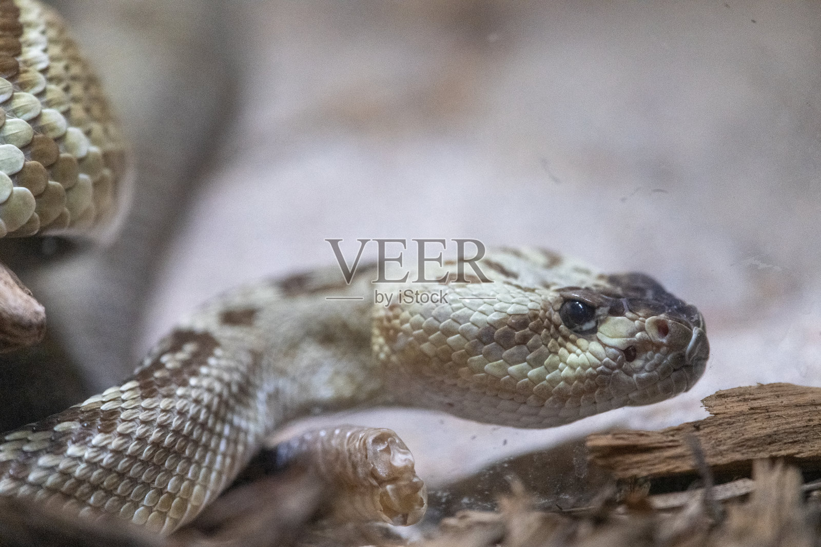 一条西部响尾蛇警觉地看着镜头照片摄影图片