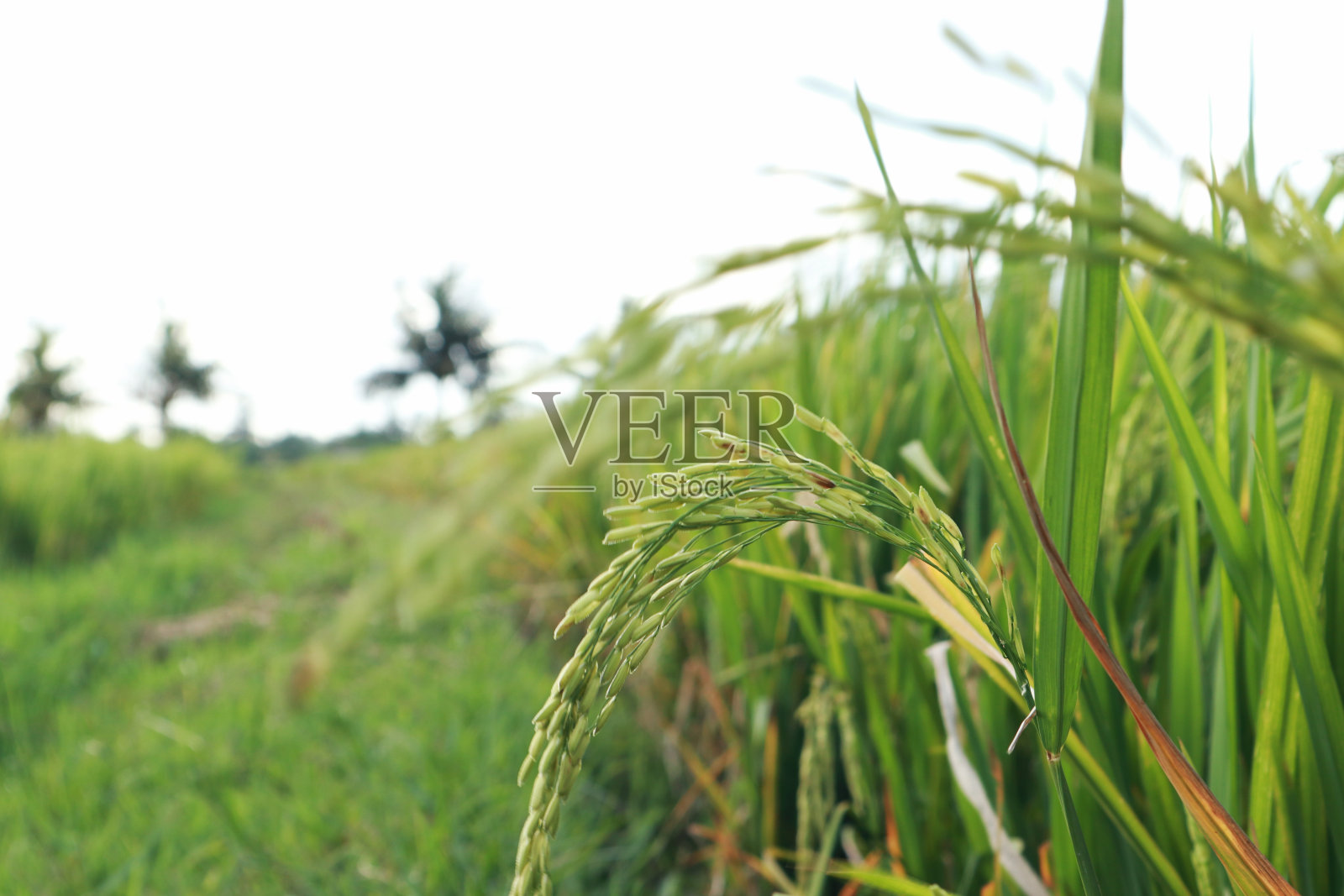 稻谷挂在稻苗上照片摄影图片