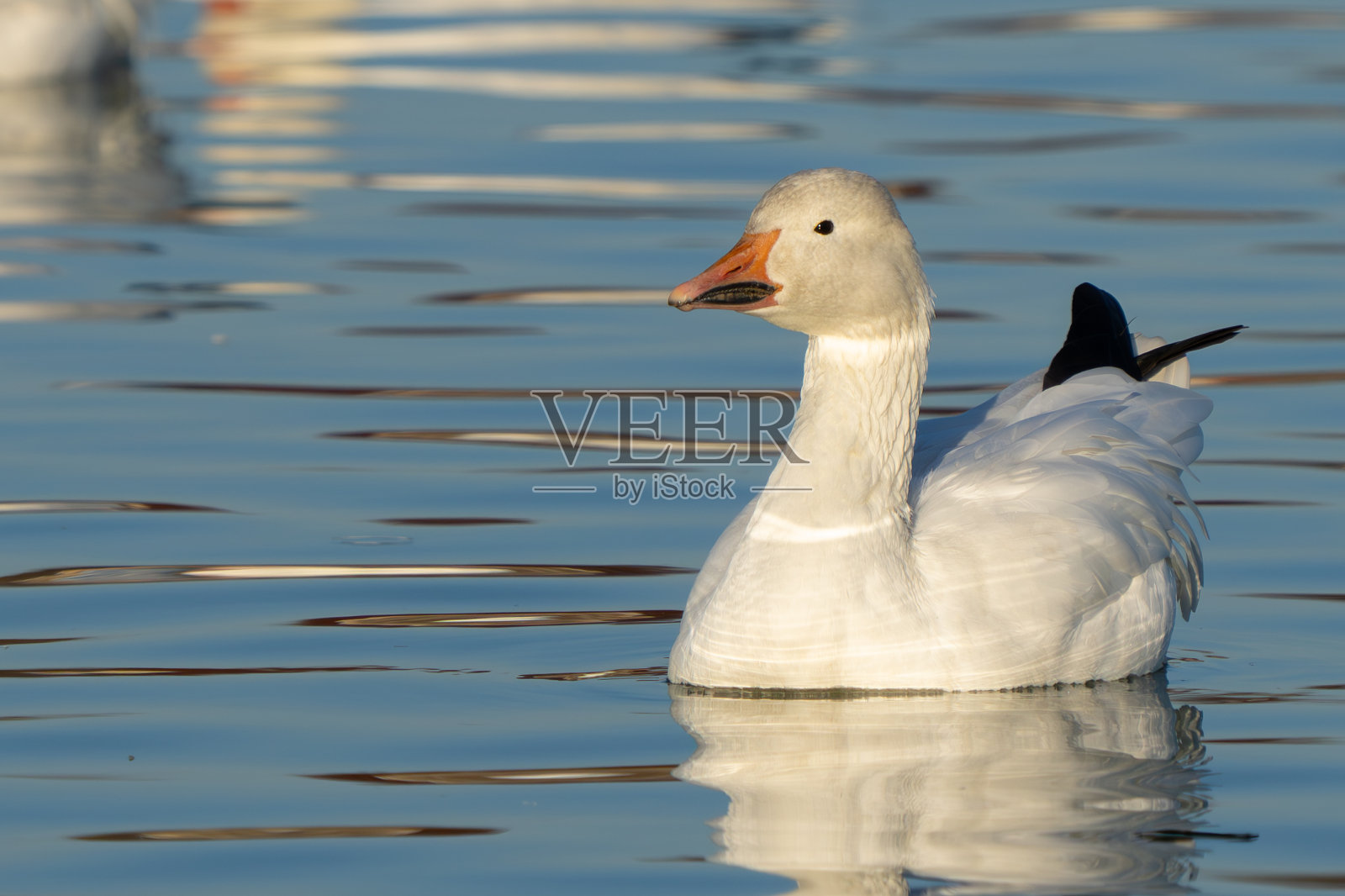 在麦克纳里国家野生动物保护区休息的雪雁照片摄影图片