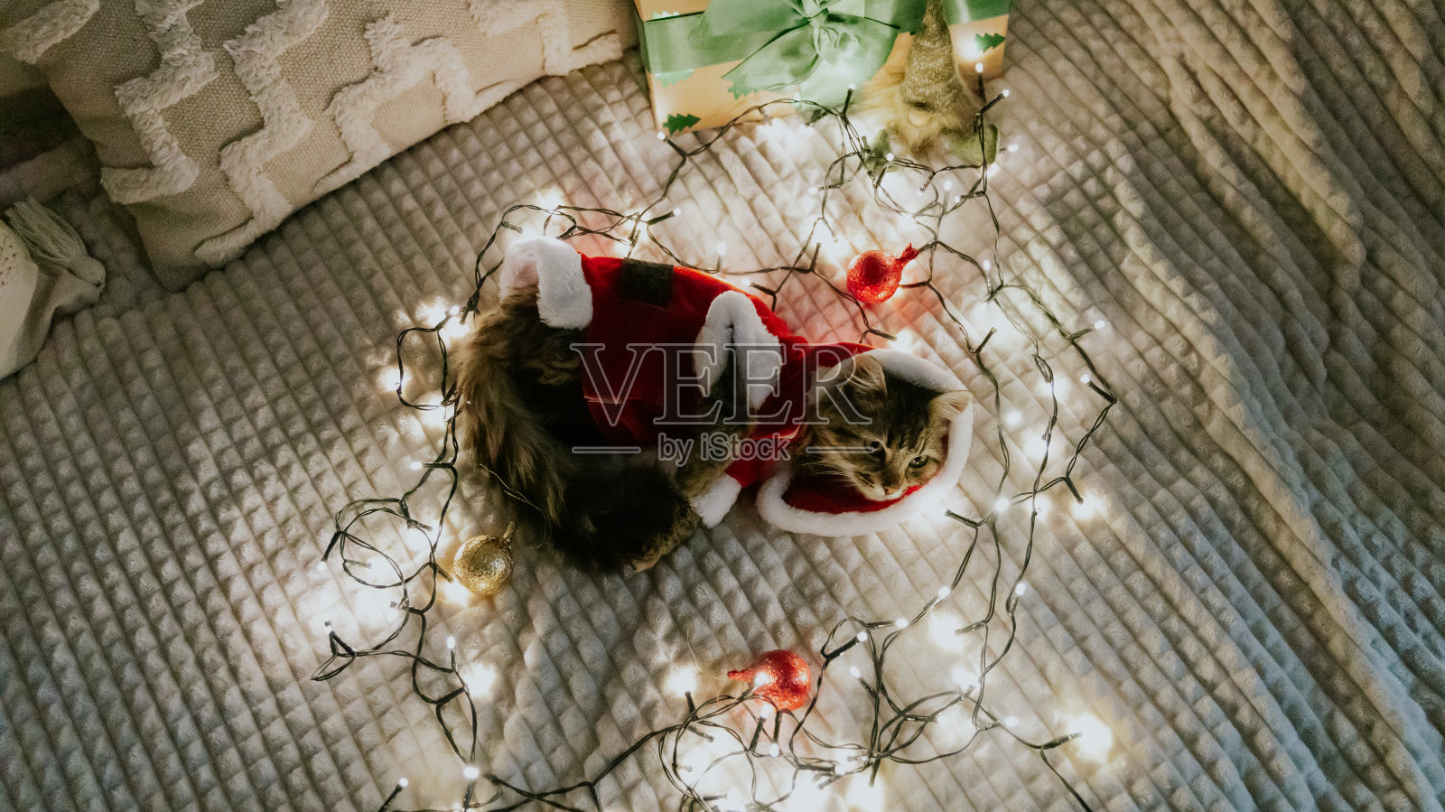 一只小猫穿着圣诞老人的服装，躺在一个花环和圣诞树上的玩具。照片摄影图片