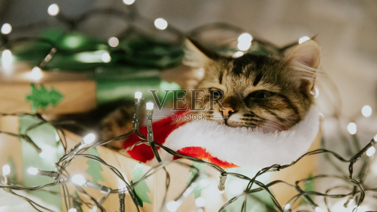 小猫打扮成圣诞老人，带着花环睡在礼盒里。照片摄影图片