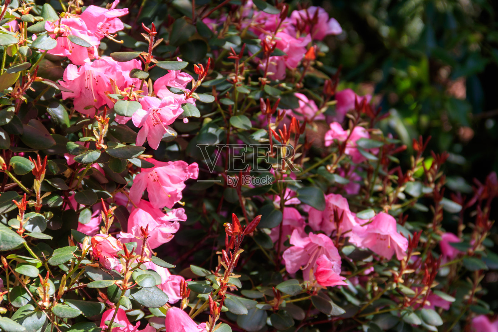 春天花园中盛开的粉红色杜鹃花(杜鹃花)照片摄影图片