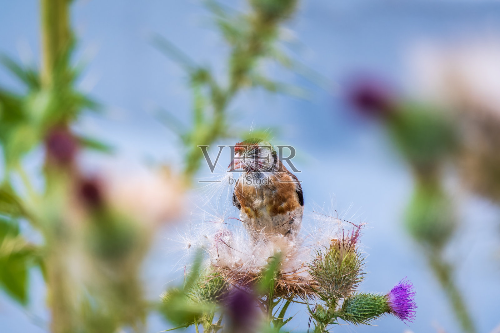 欧洲金翅雀，以蓟的种子为食。Carduelis Carduelis。照片摄影图片