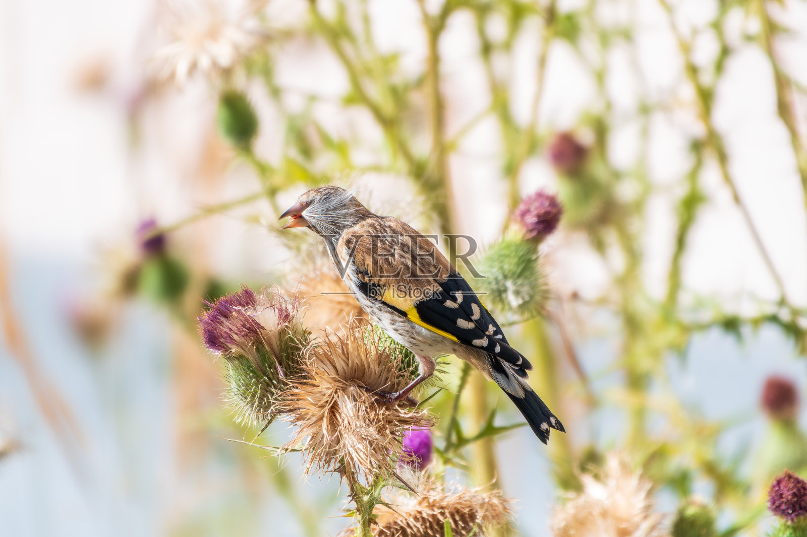 长着幼年羽毛的欧洲金翅雀，以蓟的种子为食。Carduelis Carduelis。照片摄影图片