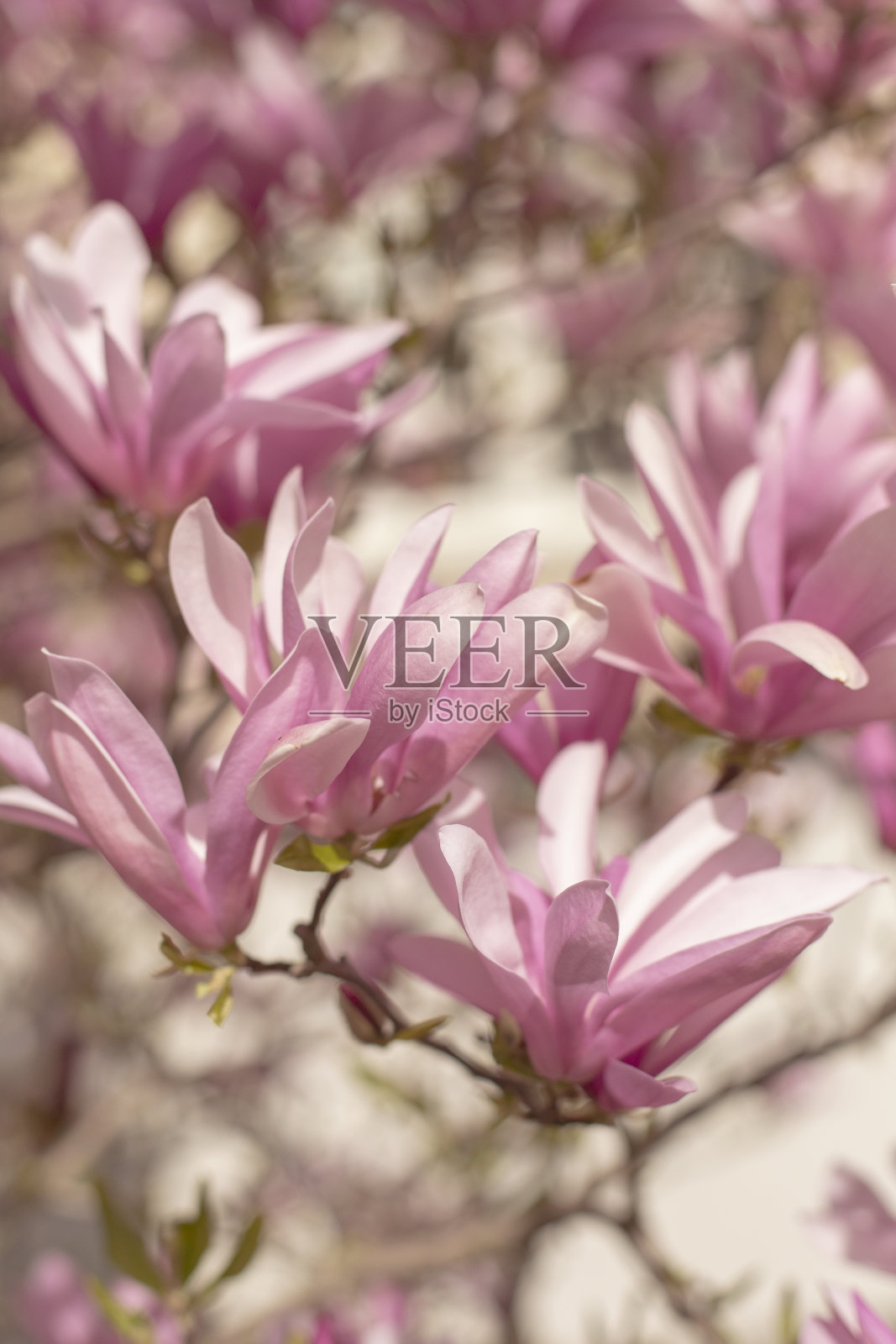 粉红色的木兰在春天开花。照片摄影图片