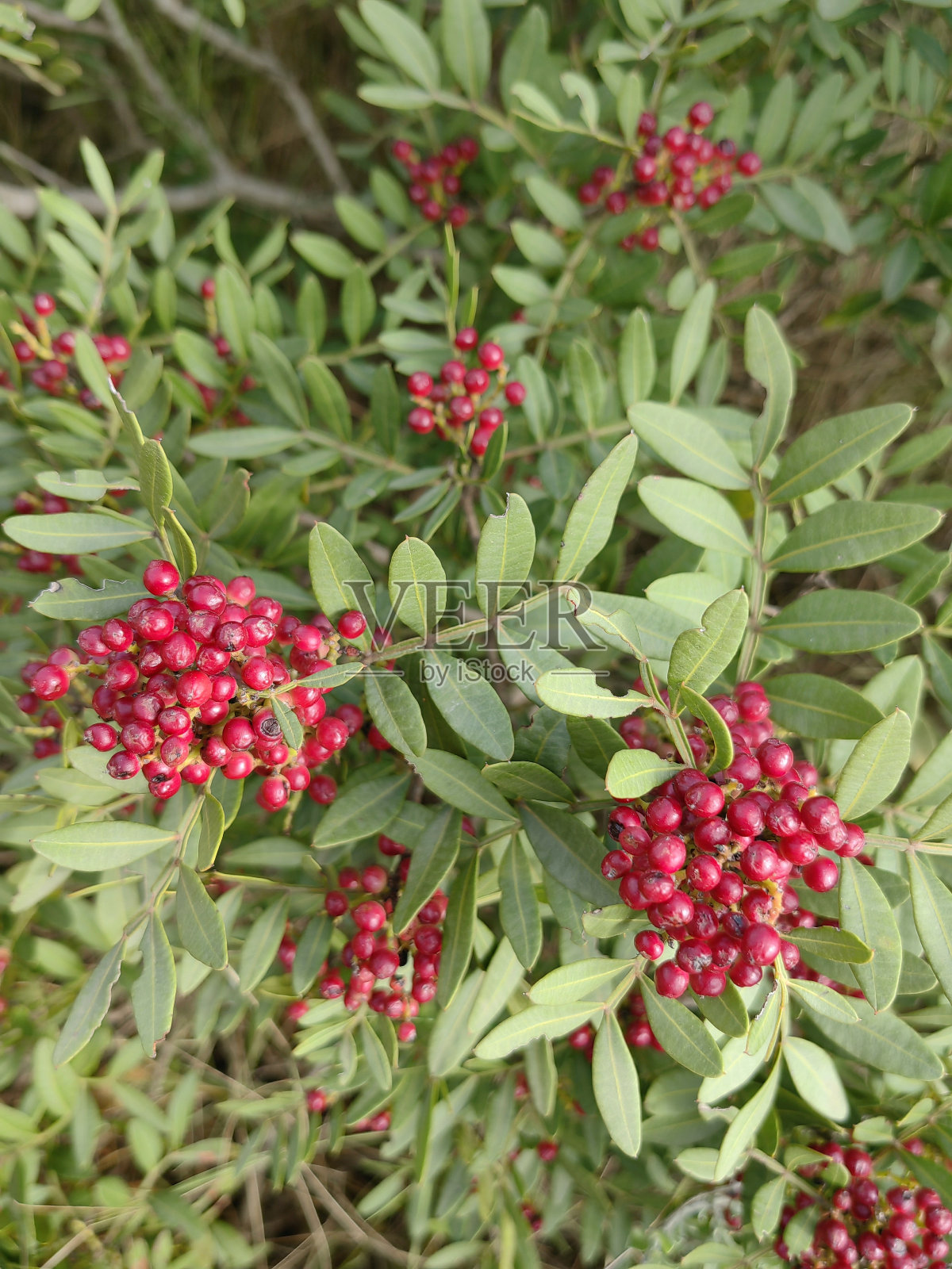 粉红色的花，绿色的叶子。墙纸。背景照片摄影图片