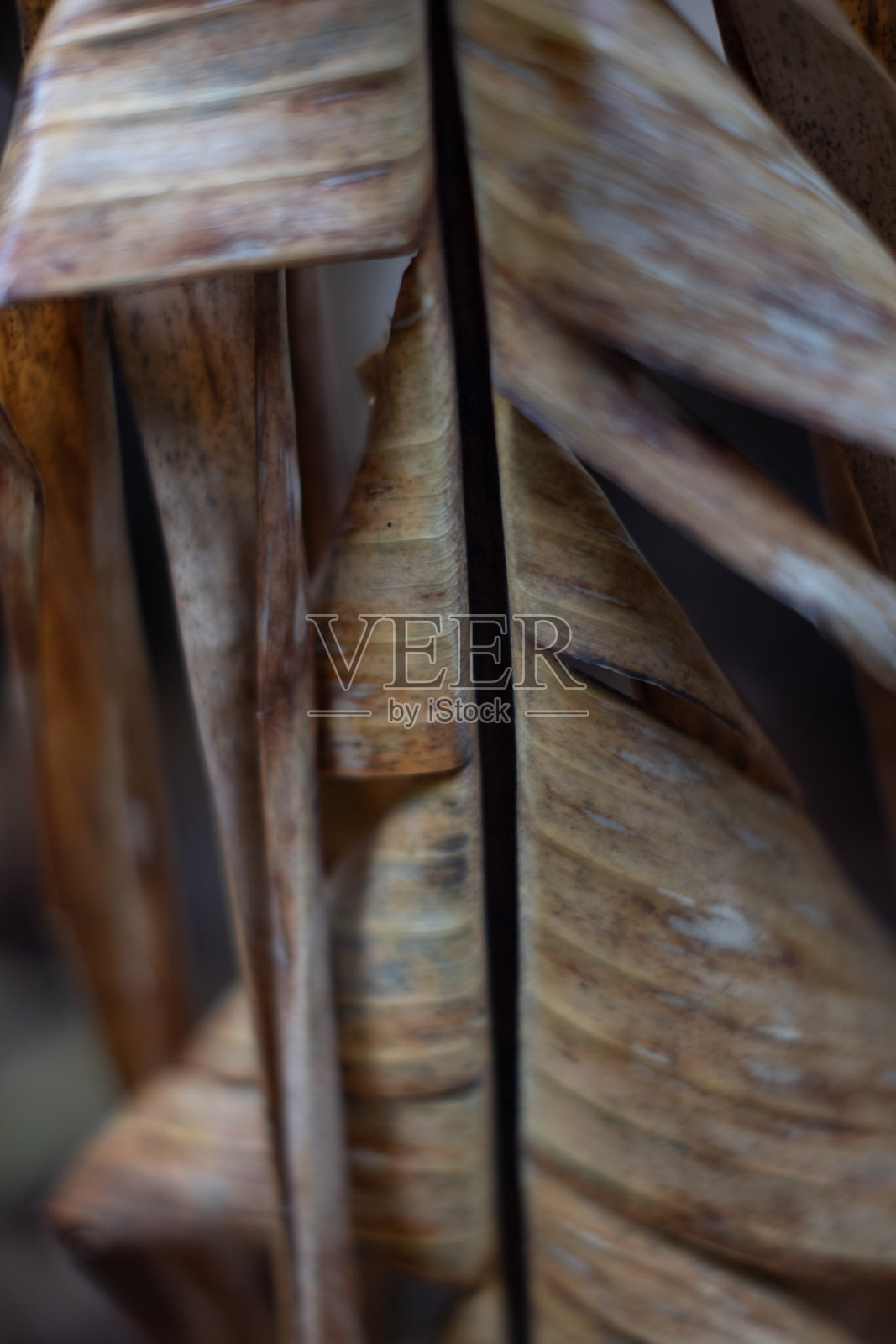 香蕉的叶子照片摄影图片