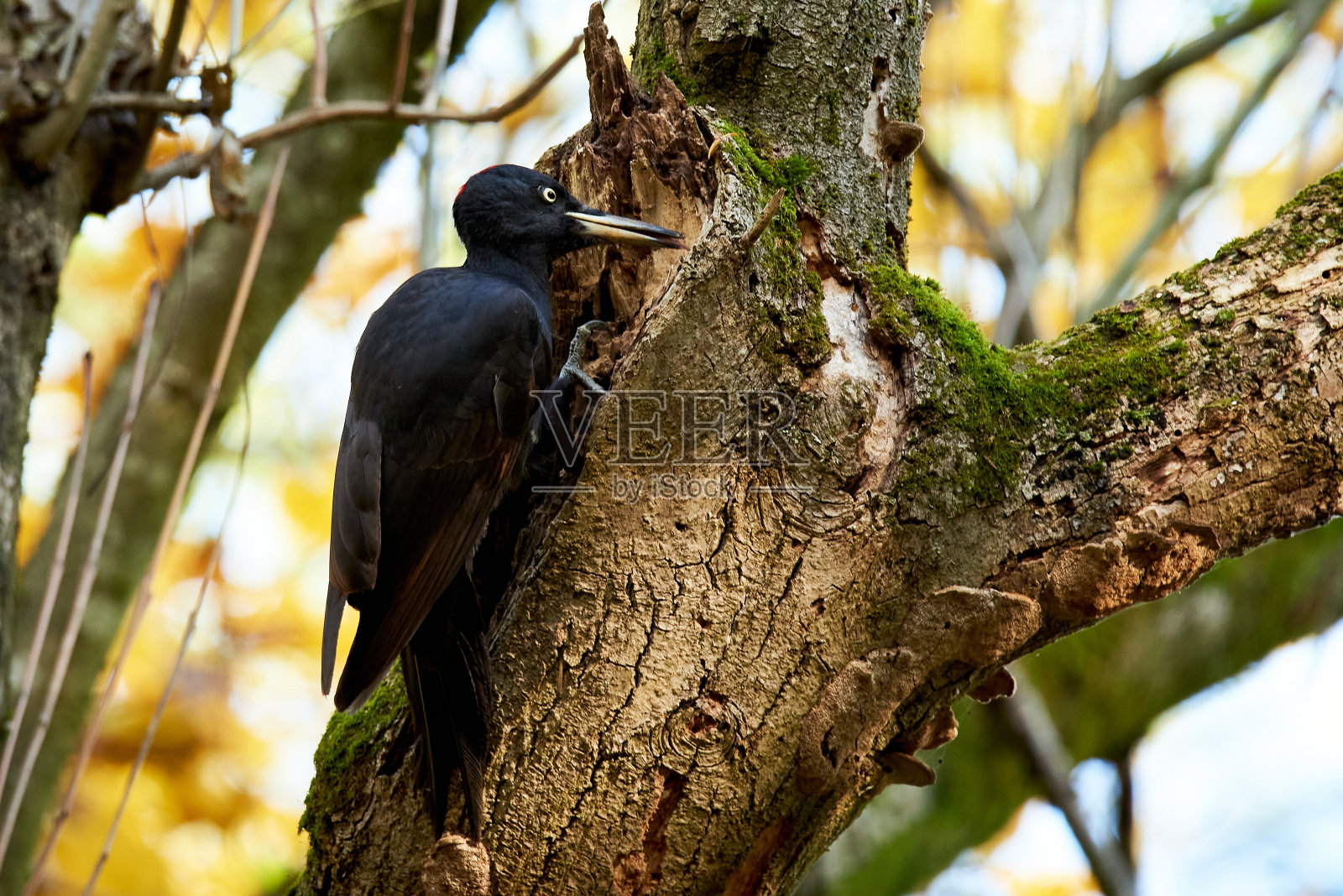 挂在树上的黑啄木鸟(黑啄木鸟)。照片摄影图片