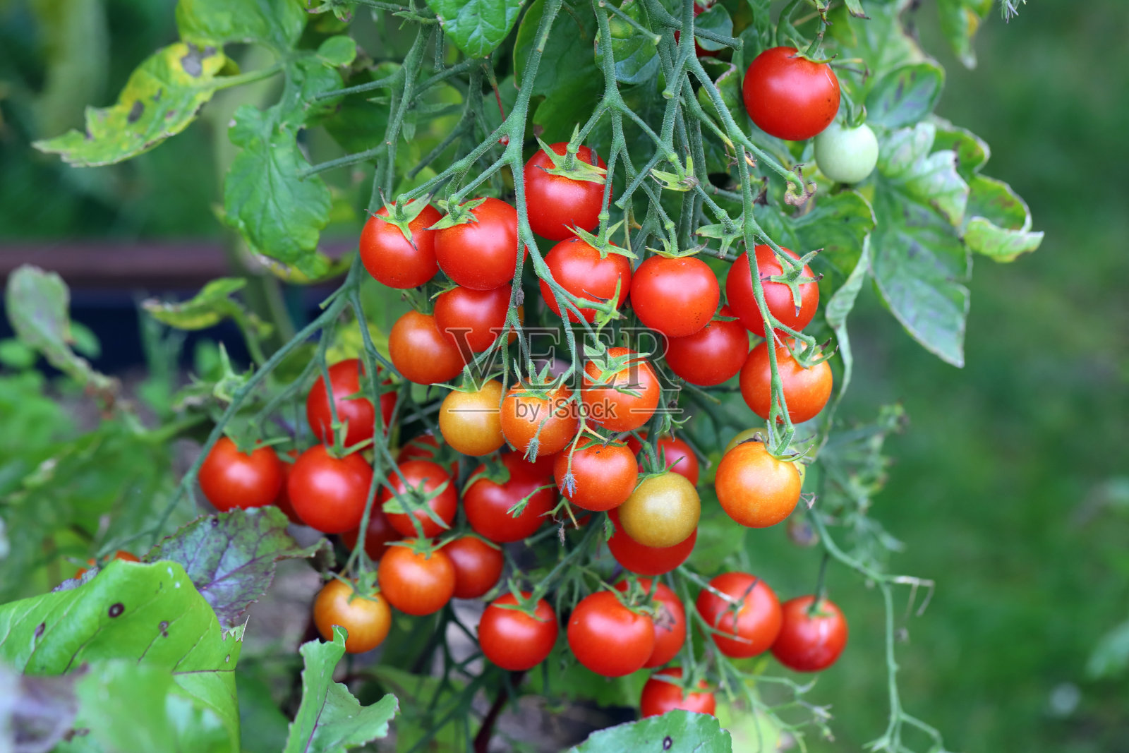 这是在阳光下生长的小番茄的特写，背景模糊照片摄影图片