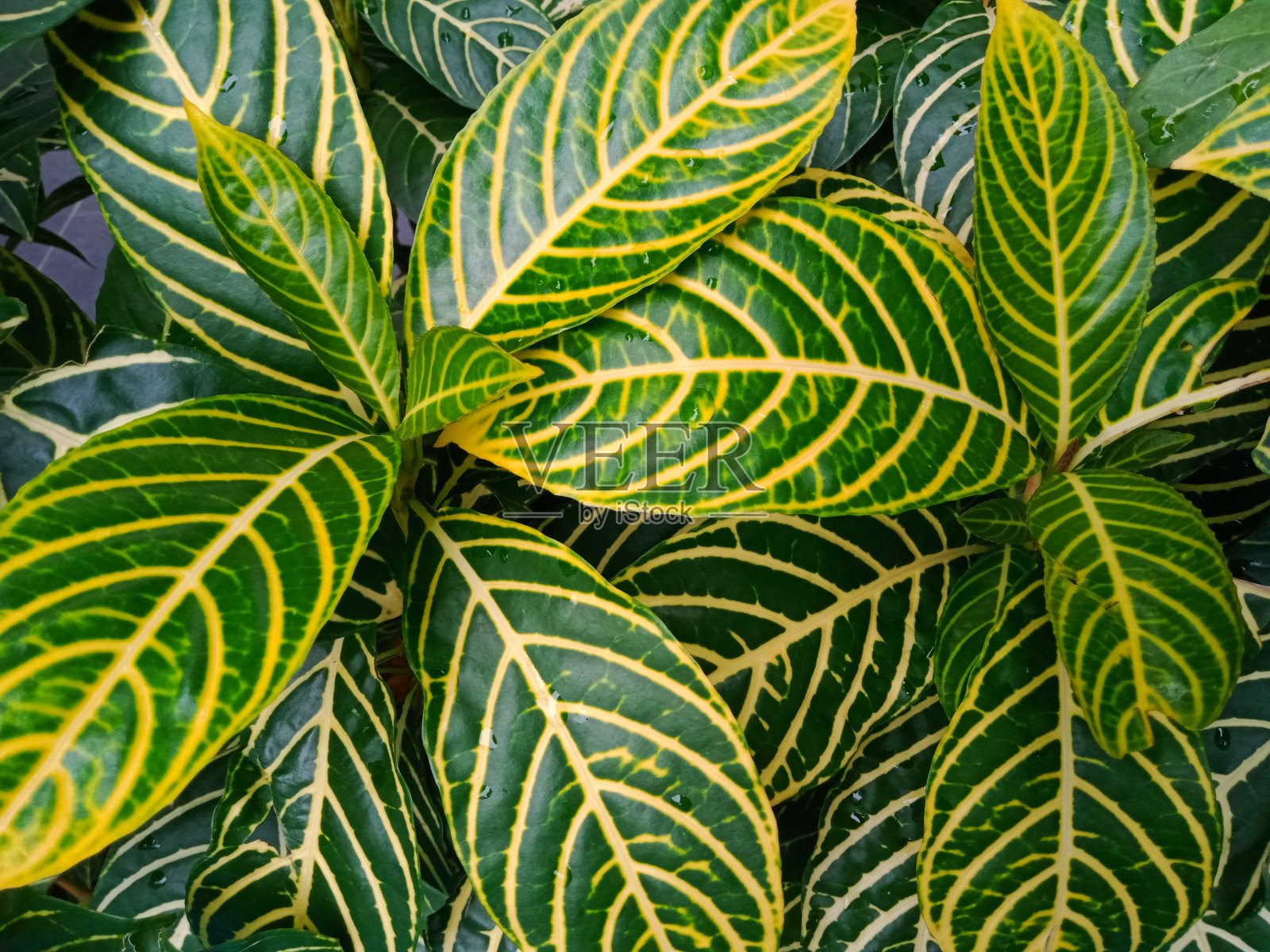 嫩绿嫩黄的叶子纹理清新照片摄影图片