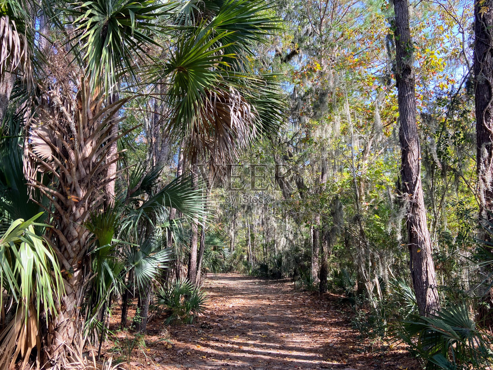 詹姆斯岛县公园，南卡罗来纳州照片摄影图片