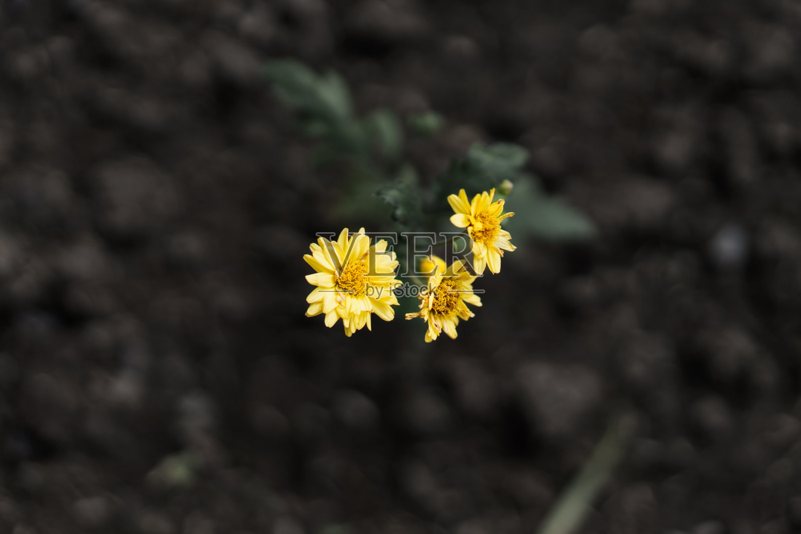 野花靠近了。照片摄影图片
