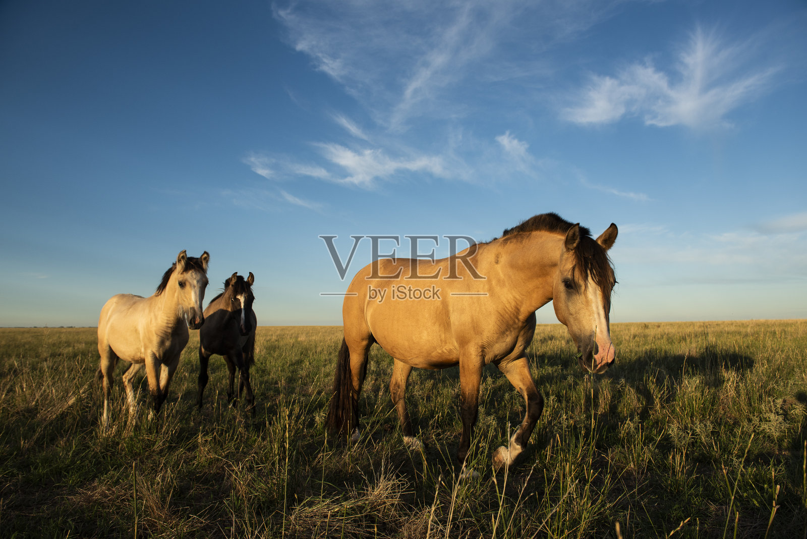 马在阿根廷乡村，拉潘帕省，巴塔哥尼亚，阿根廷。照片摄影图片