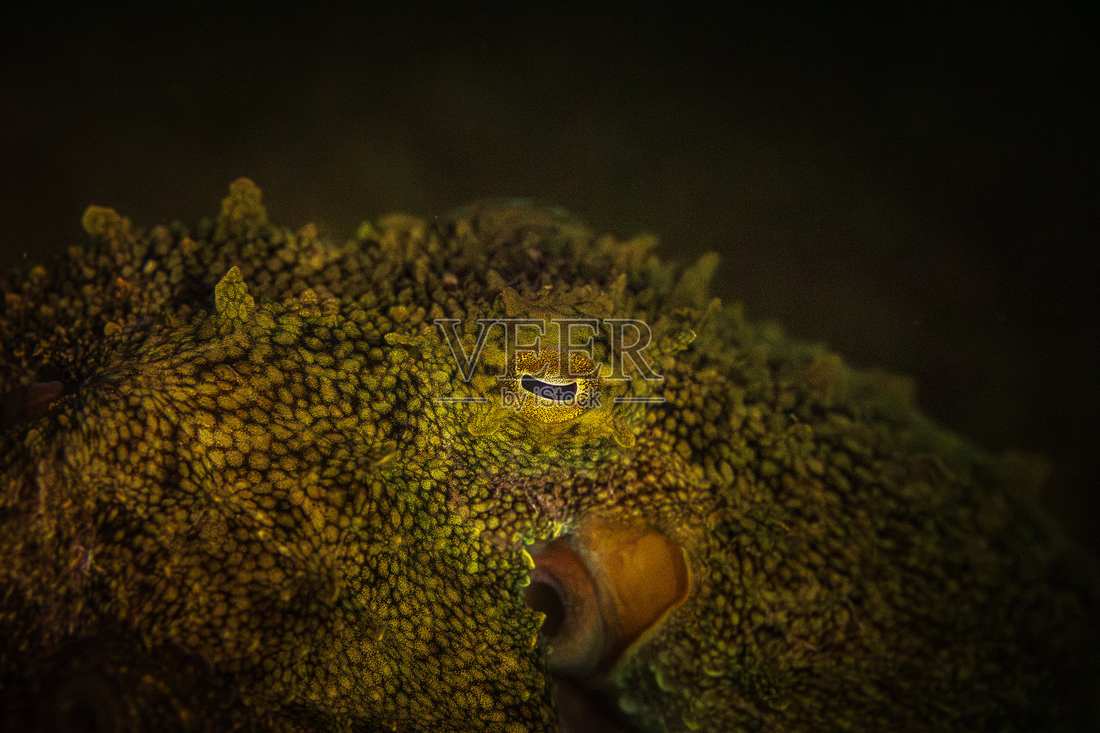 极近距离的章鱼眼睛和皮肤纹理，微距水下摄影照片摄影图片