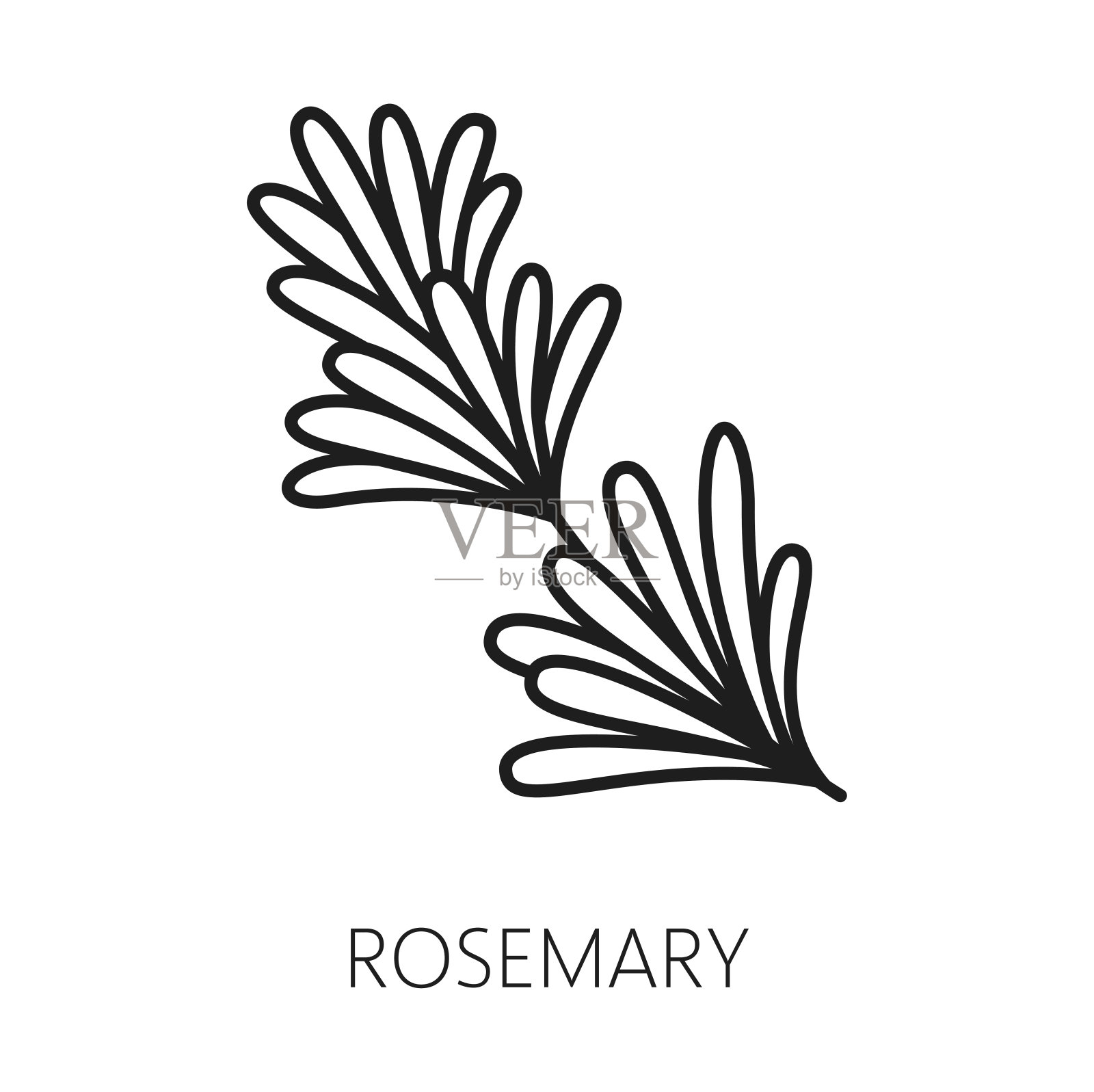 迷迭香辛辣香草细枝轮廓图标插画图片素材