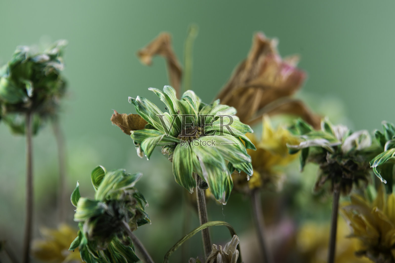 一束漂亮的干花照片摄影图片