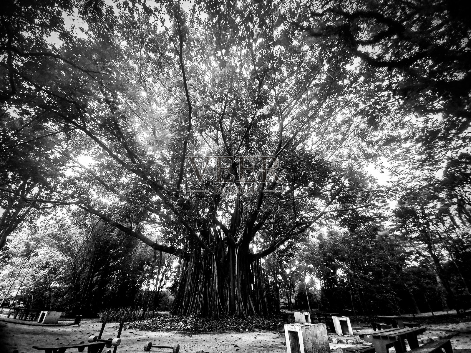 生命之树照片摄影图片