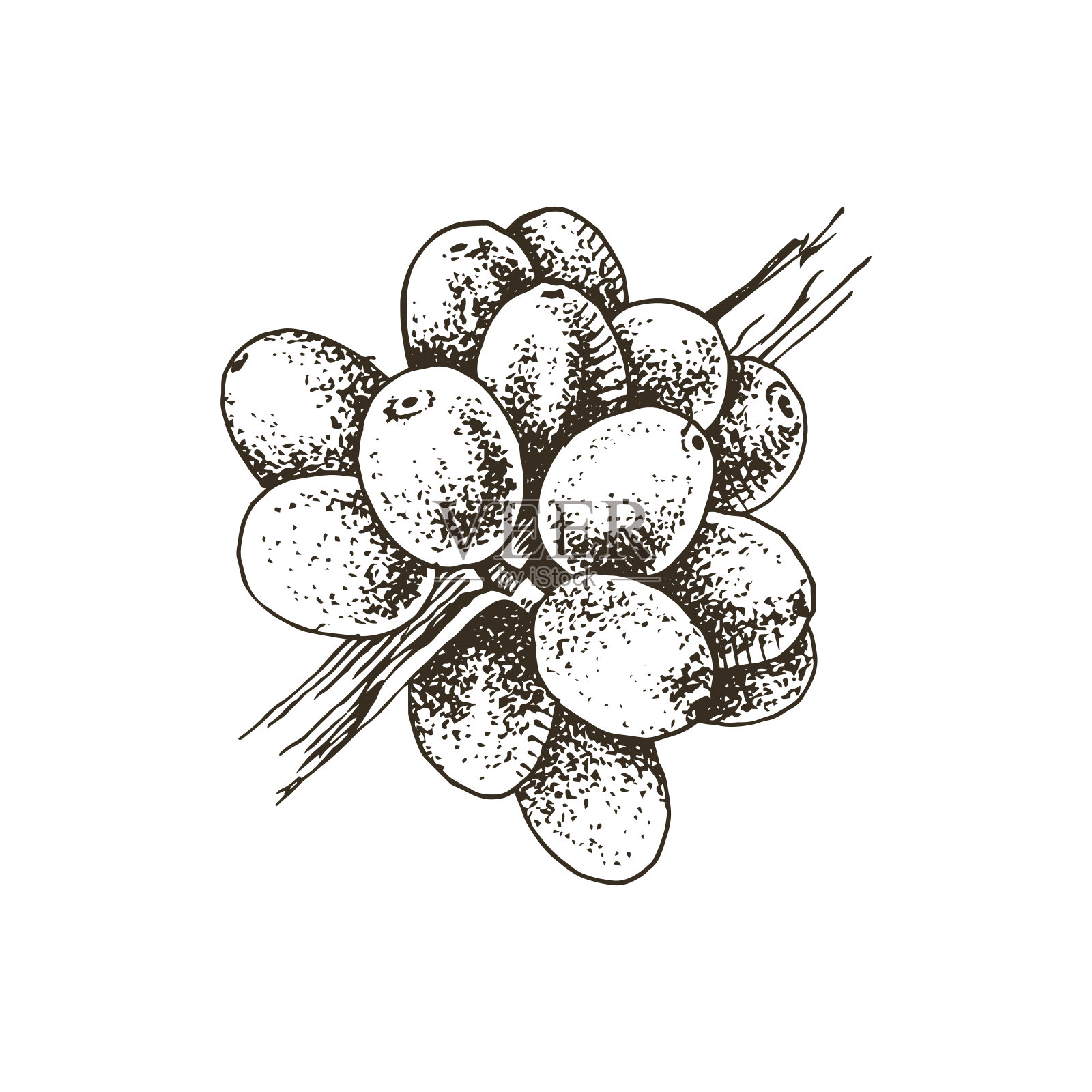 手绘咖啡枝插画图片素材