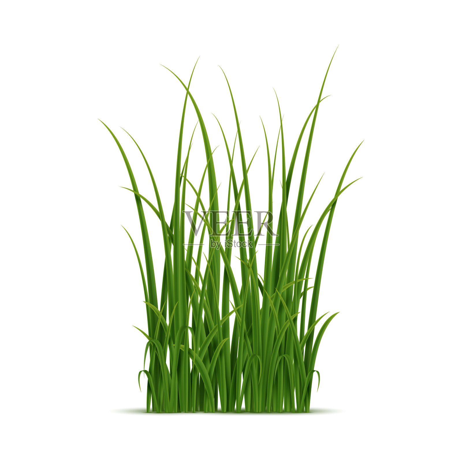 现实的绿草孤立在白色的背景插画图片素材