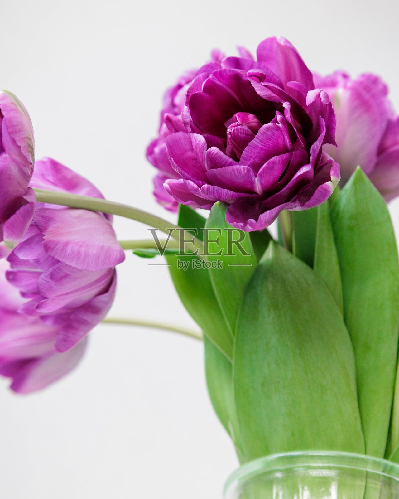 在浅色背景的玻璃花瓶里，一束深红色的丁香郁金香的特写。照片摄影图片