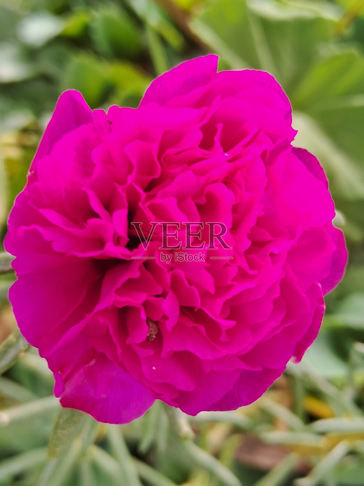 秘密照片摄影图片