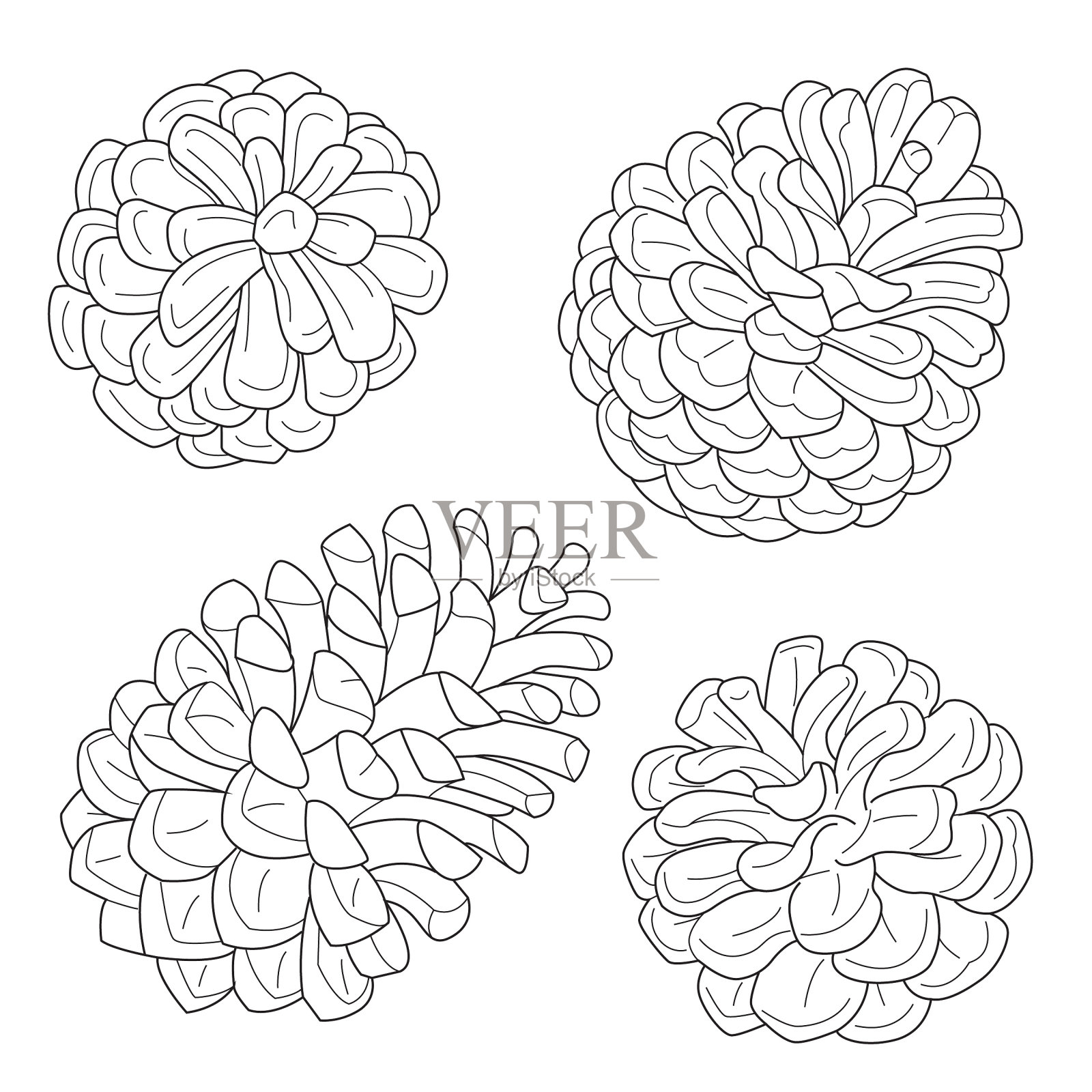 四个冷杉球果。插画图片素材