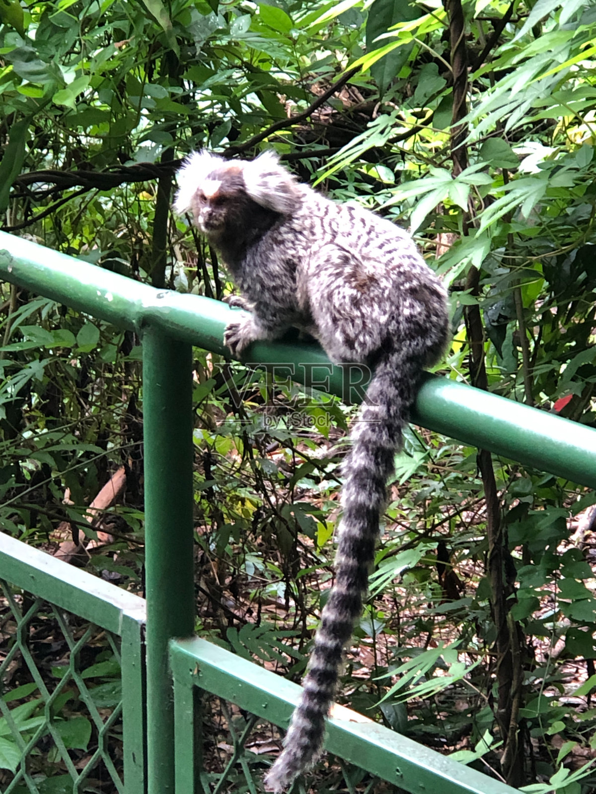 公园里的狨猴，坐在栏杆上看着镜头照片摄影图片