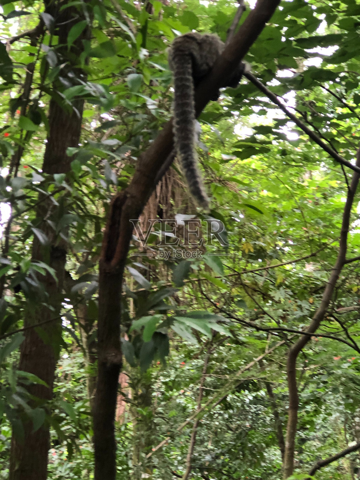 公园里的狨猴，站在树顶上准备跳，背对着摄像机照片摄影图片