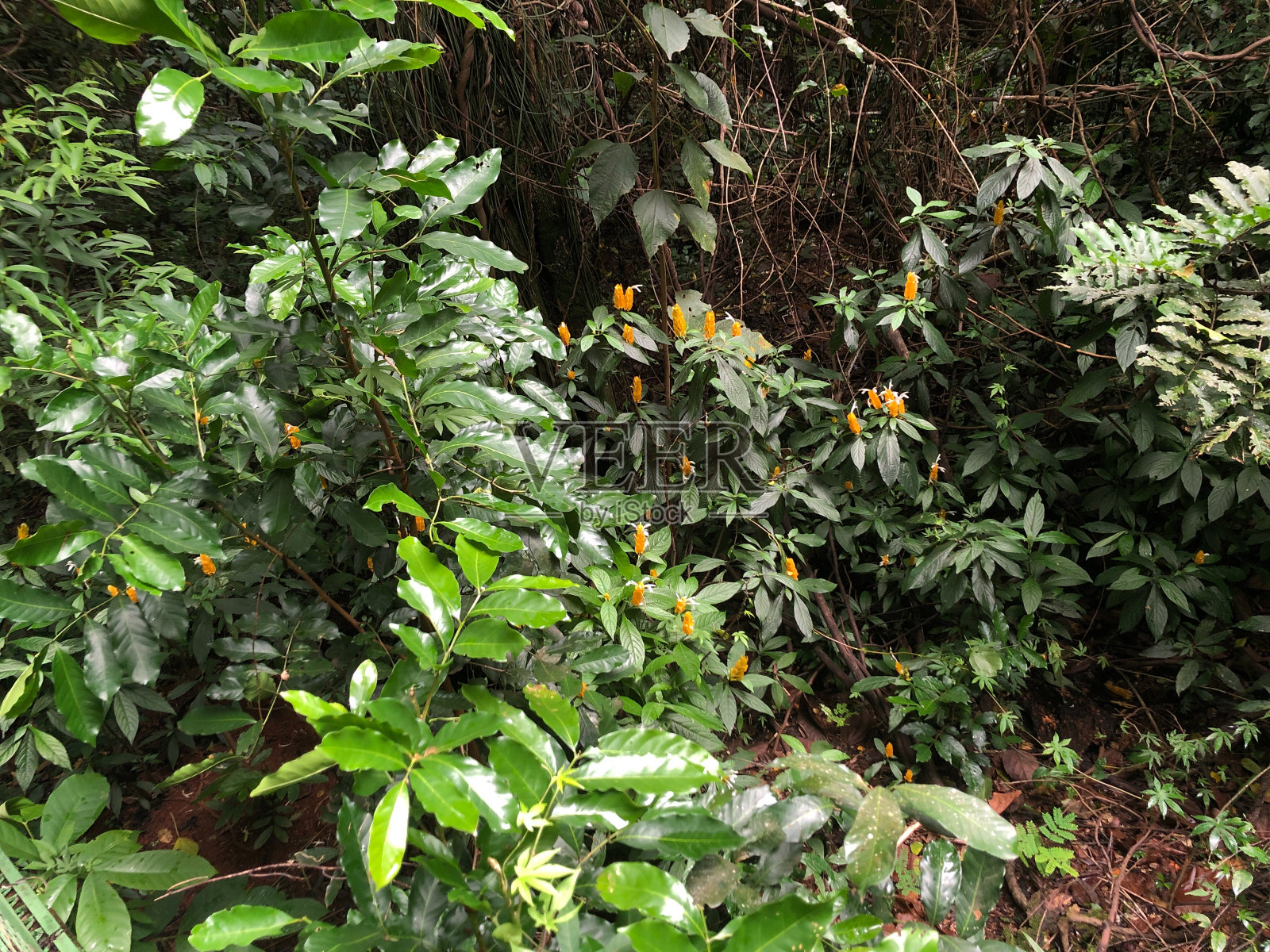 公园里各种各样的树木照片摄影图片