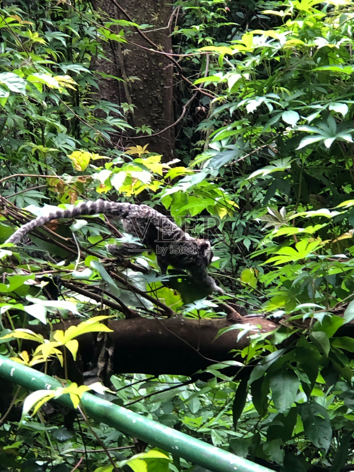公园里的狨猴，走在树枝上，在树叶中间，相机的侧面照片摄影图片