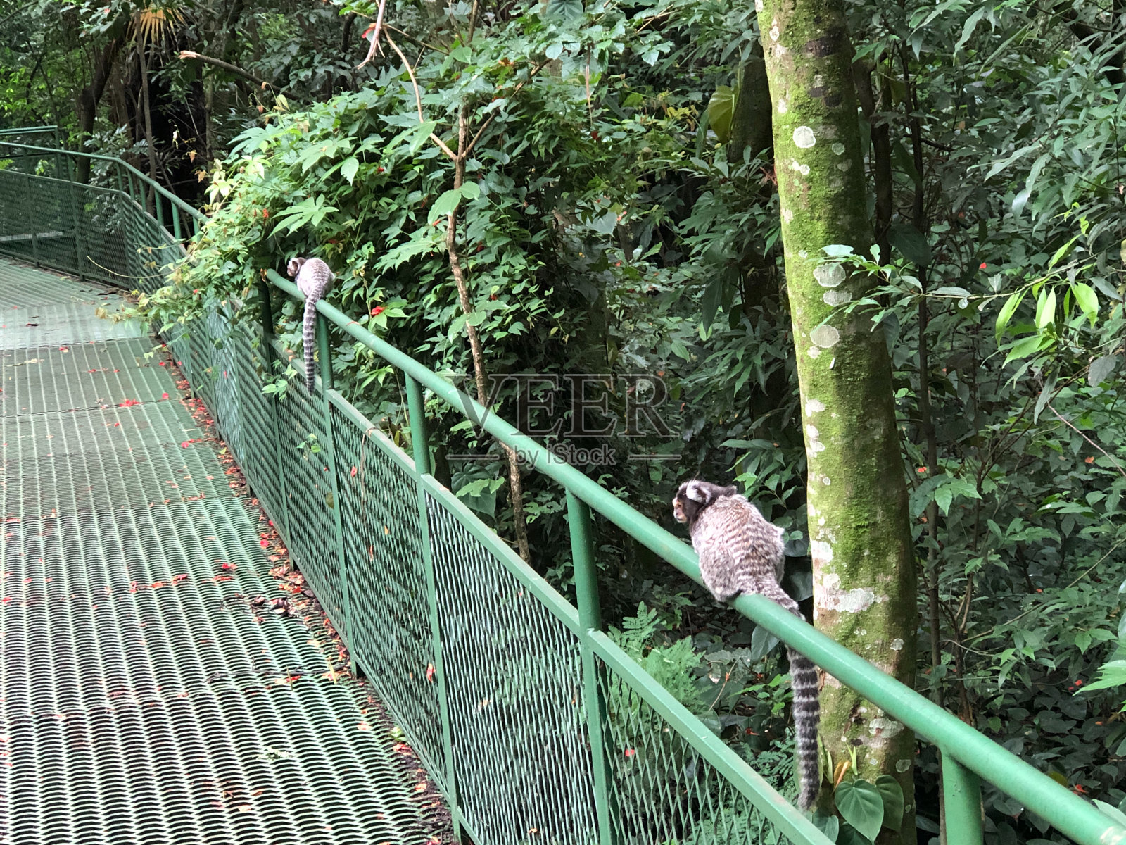 两只狨猴在公园里，坐在栏杆上照片摄影图片