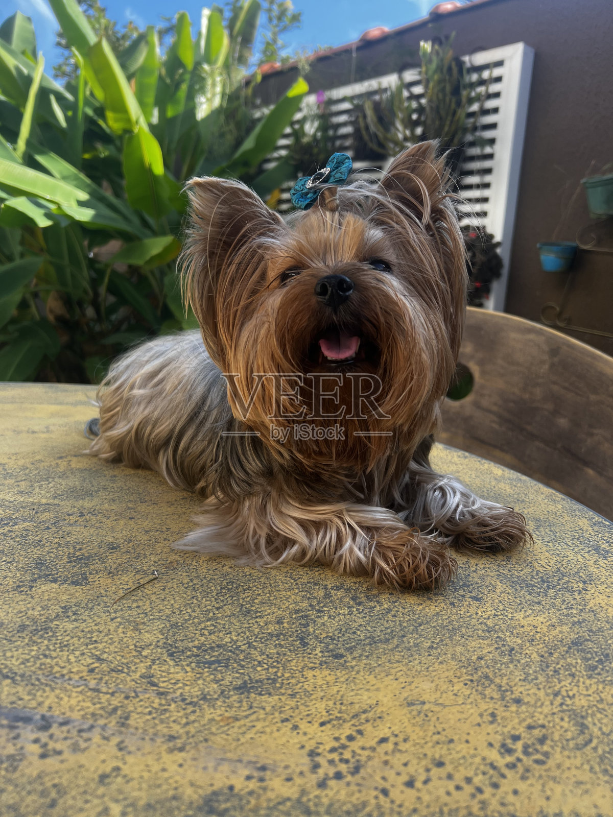 一只小狗躺着望着方向照片摄影图片