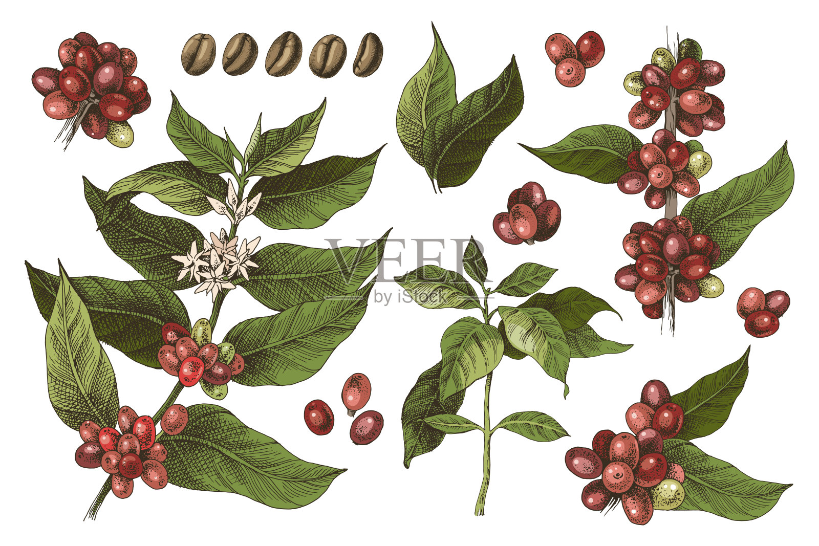 手绘的一套彩色咖啡树的树枝和豆子插画图片素材