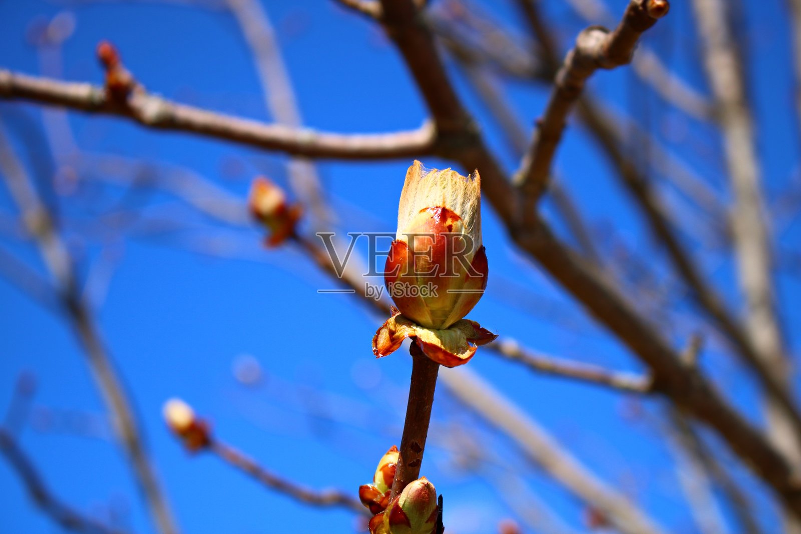 栗树上又大又美的芽在早春出现照片摄影图片
