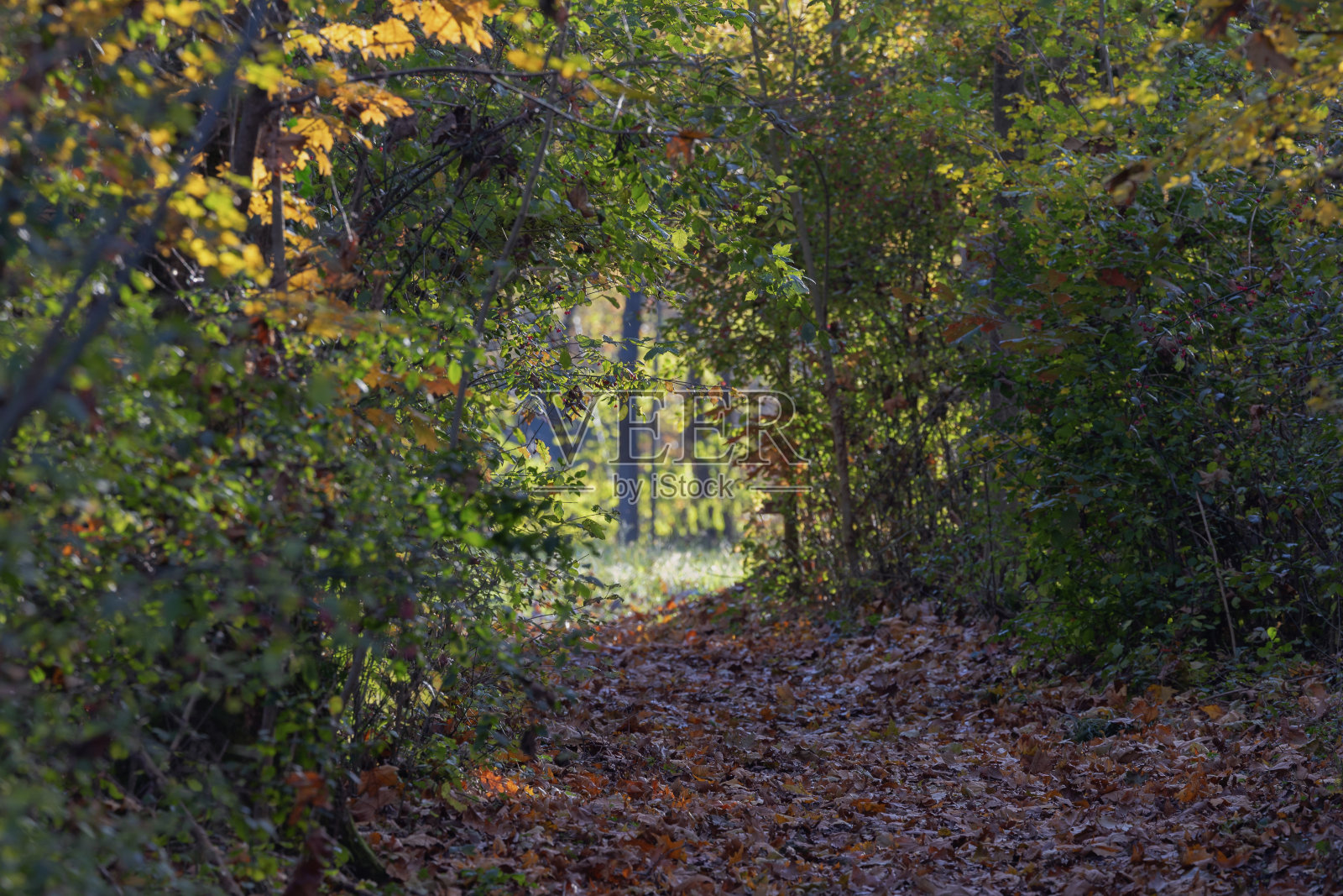 树林里一条通道的风景。照片摄影图片