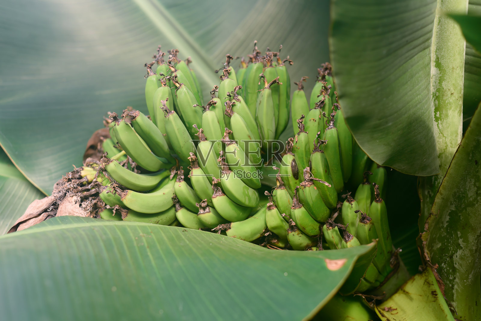 香蕉Musa mannii H. Wendl。贝克交货照片摄影图片