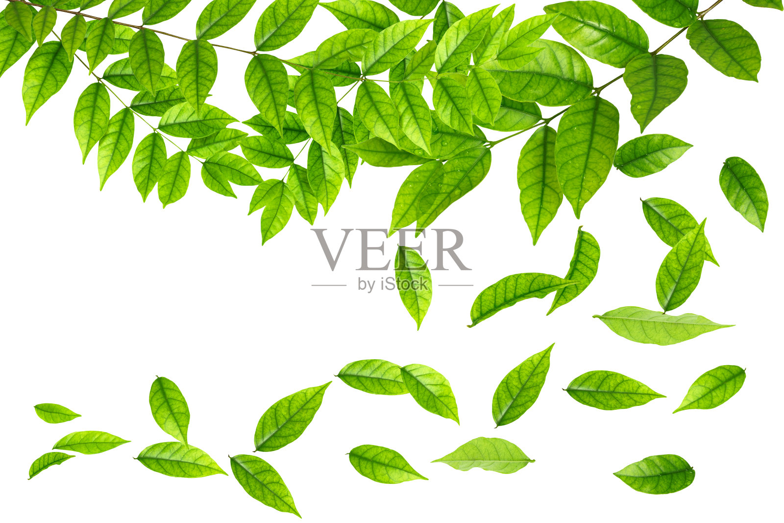 飘落的绿叶。照片摄影图片