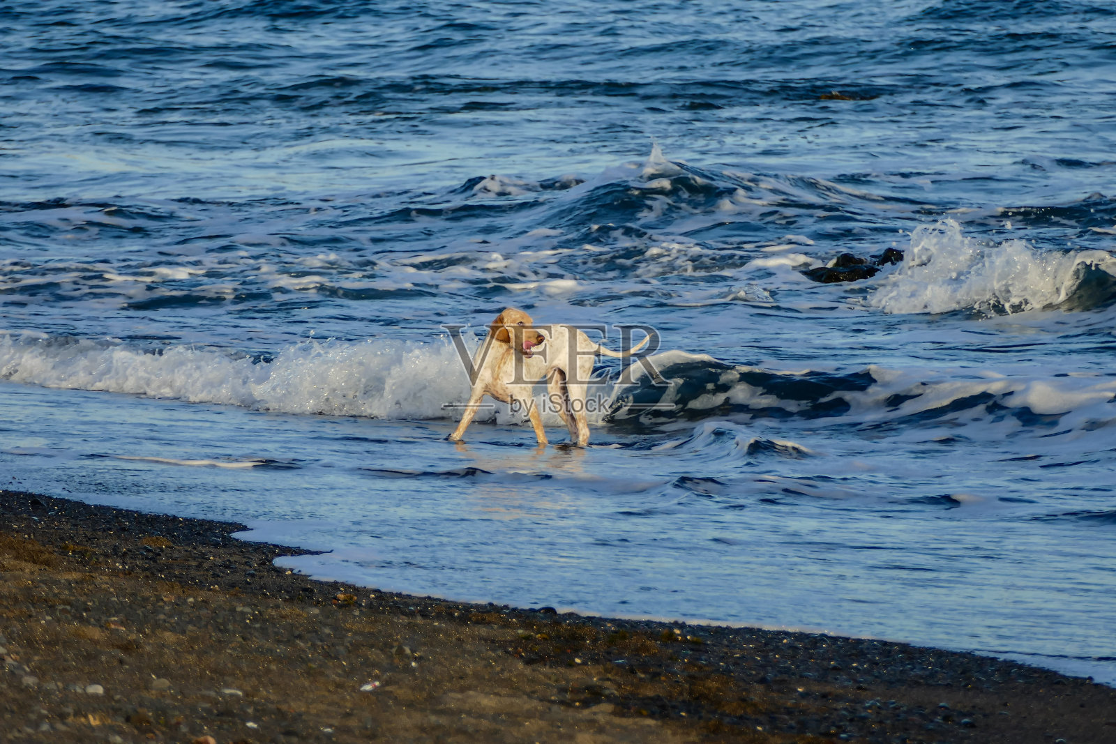 加那利群岛特内里费岛南特内里费岛梅达诺海岸景观照片摄影图片