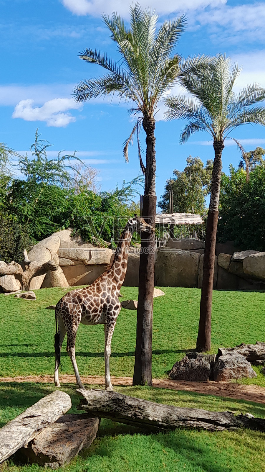 长颈鹿照片摄影图片