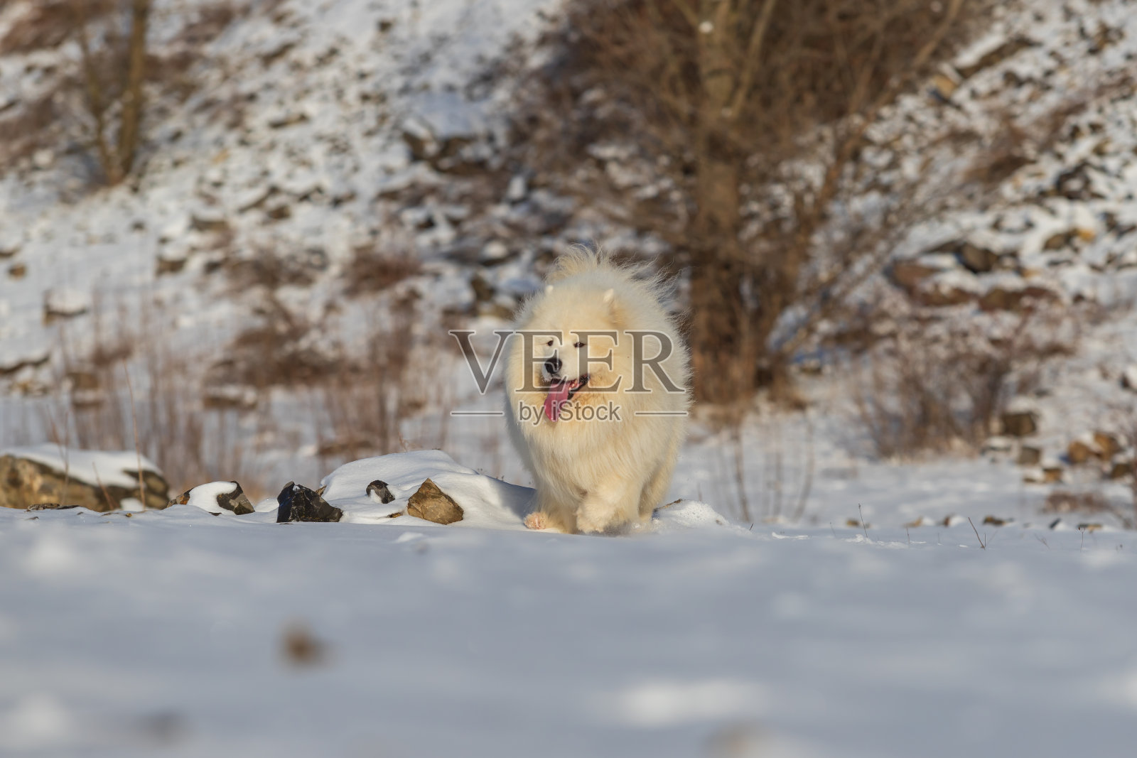 萨摩耶犬-萨摩耶犬的美丽品种西伯利亚白狗。那只狗站在灌木丛旁的雪道上，伸着舌头。照片摄影图片